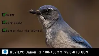 Canon RF 100-400 - Impressive Value & Better than the 100-500?!!