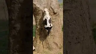 Pitbull Dog Climbed on Tree 🌳 Pitbull Dog Jump 👹 