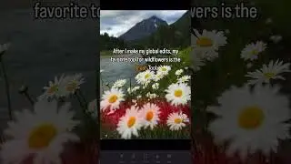 Editing Tutorial: Wildflower Edition🪻 #lightroom #shorts