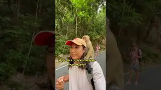 ДРАКА С ОБЕЗЬЯНОЙ?