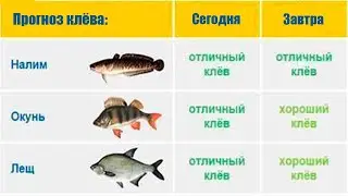 Почему не стоит верить прогнозу клёва рыбы?