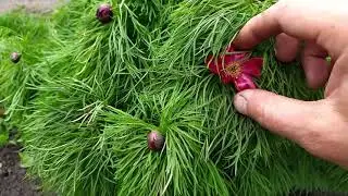 1 Мая - Праздник Мира Труда и Весны.