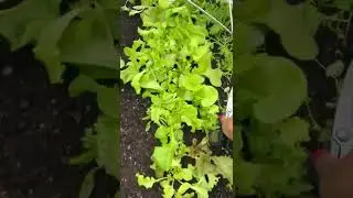 Pro Tip: Cover Your Lettuce Plants with Garden Mesh to Keep Bugs Off