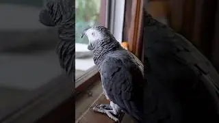 Listening to the Birds Outside