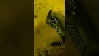underwater treasures part 1