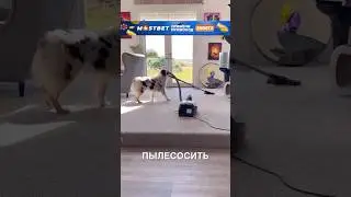 Пёсик - помощник по дому 🥰 