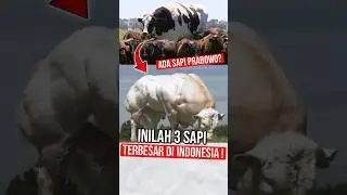 Inilah 3 sapi terbesar di Indonesia! dibeli presiden?😱