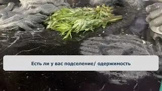 Есть ли у вас подселение/ одержимость