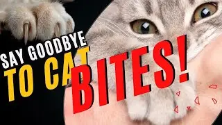 How to Get a Kitten and Cat to Stop Biting / Cat Behavior / Cat World Academy