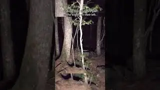Nightmare in the woods🦌 