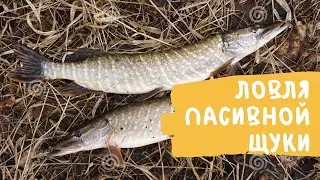 ЛОВЛЯ ЩУКИ НА СПИННИНГ ЗИМОЙ НА МАЛЫХ РЕКАХ