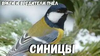 Враги пчёл СИНИЦЫ