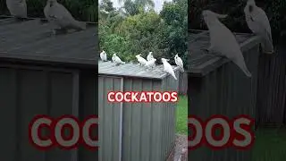 COCKATOOS 🇦🇺🪃🦅🕊🐦🦜