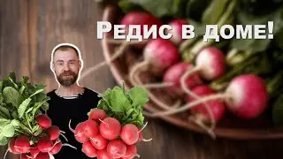 Хрустящий редис на подоконнике.