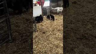 Herdwick lambs have fun 