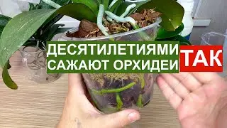 классика пересадки орхидей // КОРНИ ОРХИДЕЙ будут как дома // пшикаем орхидеи от клещей