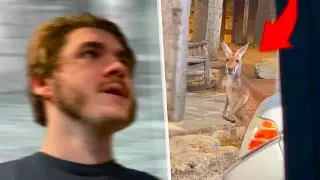 Jschlatt and Ludwig Find a Kangaroo on the Road