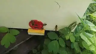 Матка на Облёте