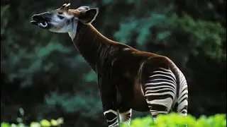 FASCINATING WORLD OF THE OKAPI