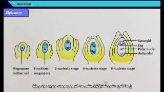 Apomixis and Polyembryony - 12th Biology