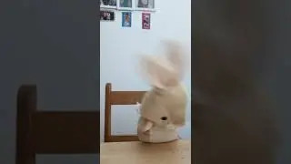 drunk bunny