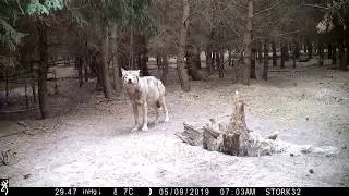 Wilk Canis lupus Grey Wolf - 09.05.2019 - pow. kościański, Nadl. Konstantynowo Wielkopolska