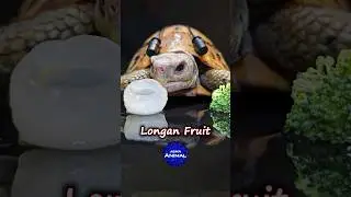 ASMR Eating Longan Fruit Mukbang ✨ Satisfying Sound 🐢 Turtle Tortoise #shorts