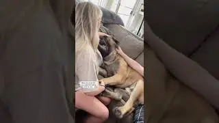 My HUGE Puppy Deserves a GOLDEN GLOBE For His Acting! 