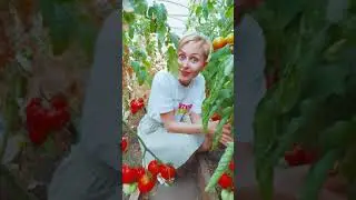 Английский на грядке | Небывалый урожай помидоров (ENG)