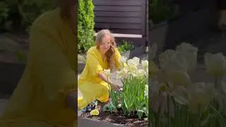 До свидания, тюльпаны!!! | 