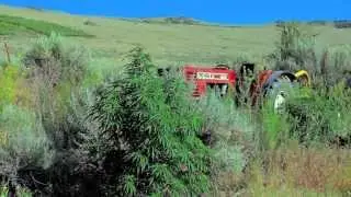 Columbia River Cannabis 