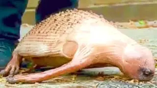 Dangerous Animals You Should NEVER Touch