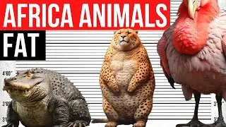 If African Animals Were Very Fat | Lion, Crocodile, Giraffe