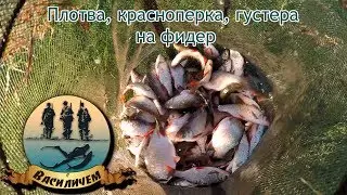 Рыбалка на водохранилище Плотва, красноперка, густера на фидер