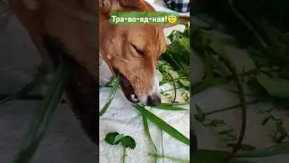 Фигушки, я плотоядная! Травоядная собака #собака #морскаясвинка #питомцы #приколысживотными #веган