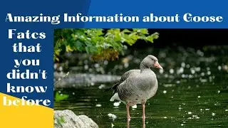 Informative video about Goose. #goose #birds #animals #birdslover