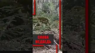 Снова был замечен медведь в Краснодарском крае #краснодарскийкрай #медведь #животные #лес #природа
