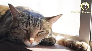 Music for Cats - Relaxation, Anxiety Relief, Deep Sleep Music