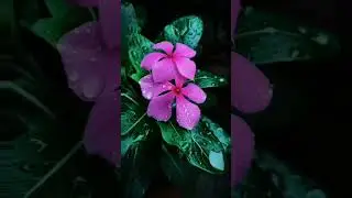 ,, Алтыным адашып келип кет.