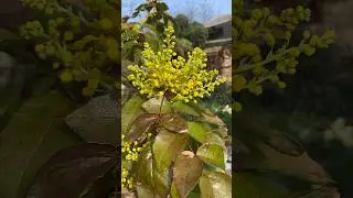 Магония! Прекрасный многолетний кустарник для сада!