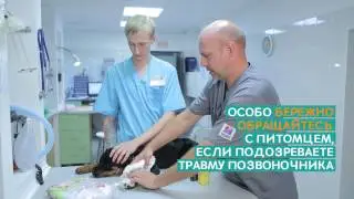 Переломы у животных – Ветдоктор – ответ 1