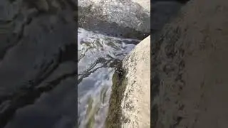 Мотылек пьет воду на реке Афипс