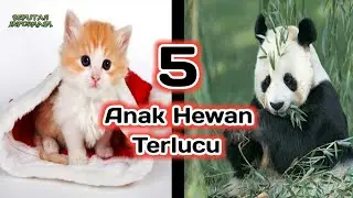 Lucu Banget !! 5 Anak Hewan Terlucu di dunia