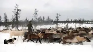 Лайки - верные помощники оленеводов | Северный колорит
