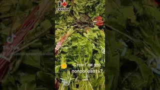 Используйте одуванчики для приготовления самых вкусных блюд.