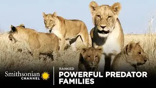 Powerful Predator Families 🦁 Smithsonian Channel