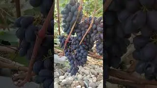 Виноград Фейз сидлис
