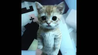 Посмотрите, какой милый котик😁Look at what a cute cat😁 