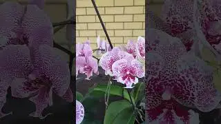 Три сногшибательных Биглипа #phalaenopsis #орхидеи #orchid