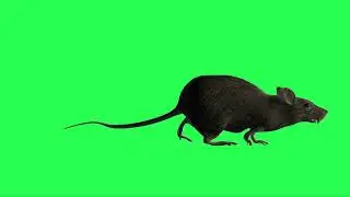 Mouse Rat Animation Green Matte | Rat Green Screen | Chroma Key | Sky Fx